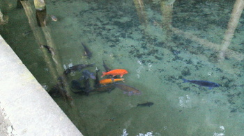 鹿島神宮・御手洗池の鯉