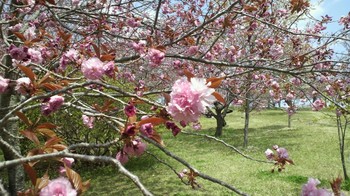 静峰ふるさと公園・八重桜