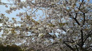 静峰ふるさと公園・八重桜